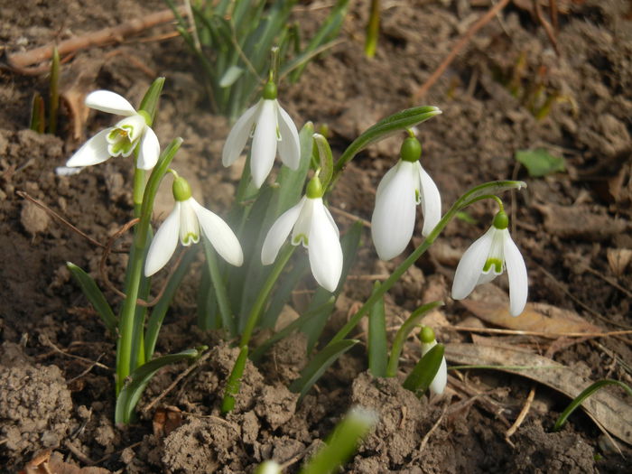 Snowdrops (2014, February 19) - GHIOCEI_Galanthus nivalis