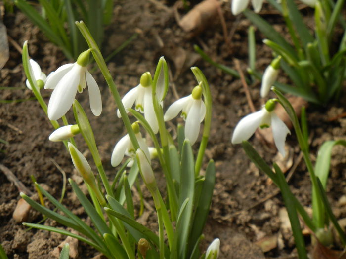 Snowdrops (2014, February 19)