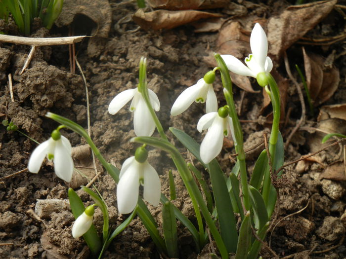 Snowdrops (2014, February 19) - GHIOCEI_Galanthus nivalis