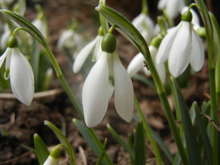 Snowdrops (2014, February 19) - GHIOCEI_Galanthus nivalis