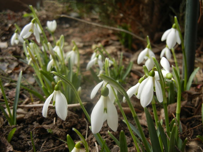 Snowdrops (2014, February 19)