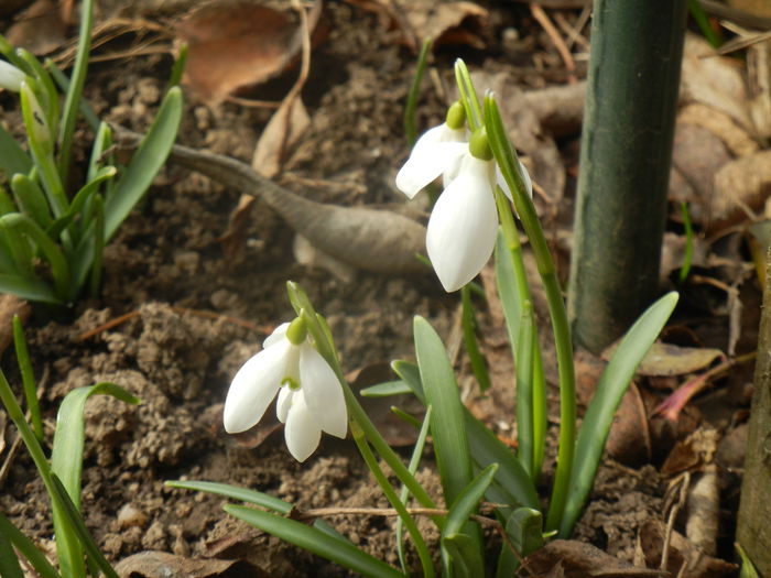 Snowdrops (2014, February 19) - GHIOCEI_Galanthus nivalis