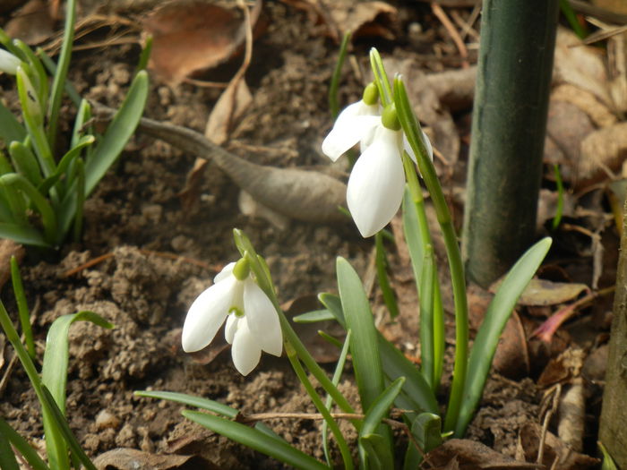 Snowdrops (2014, February 19)