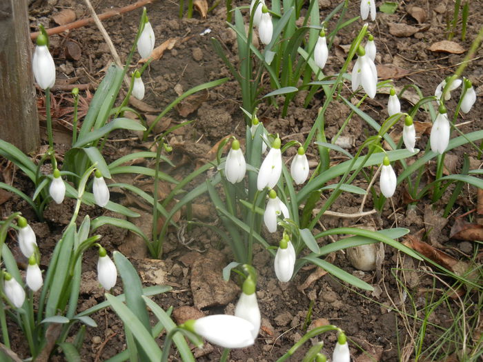 Snowdrops (2014, February 28)