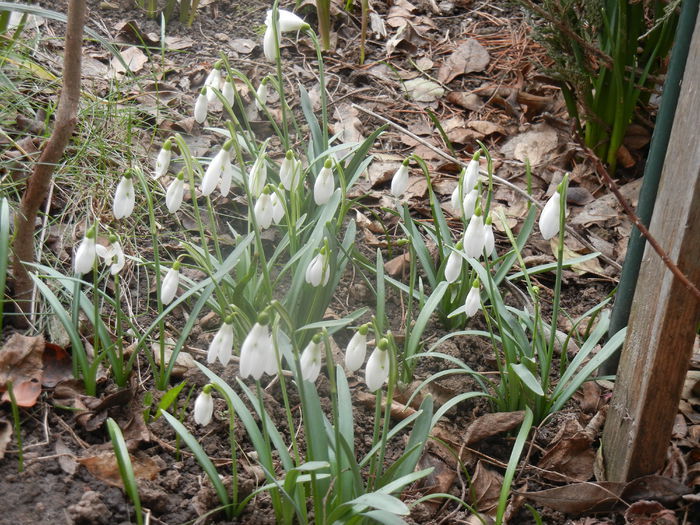 Snowdrops (2014, February 28)