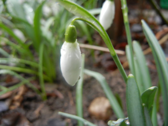 Snowdrops (2014, March 06)