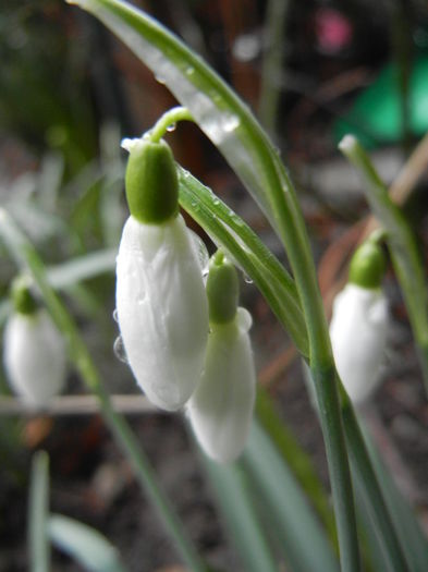 Snowdrops (2014, March 06)