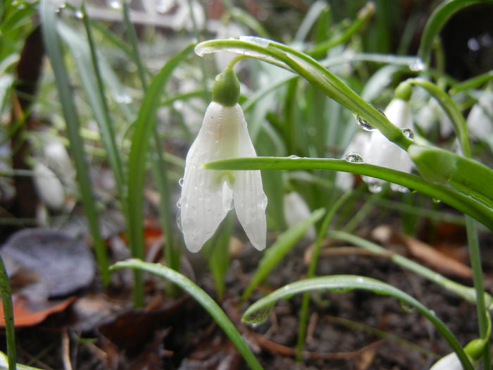 Snowdrops (2014, March 06)