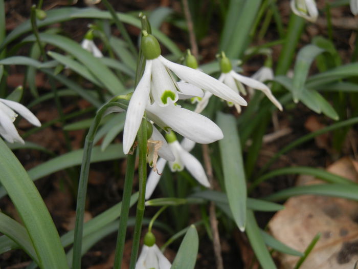 Snowdrop (2014, March 11)