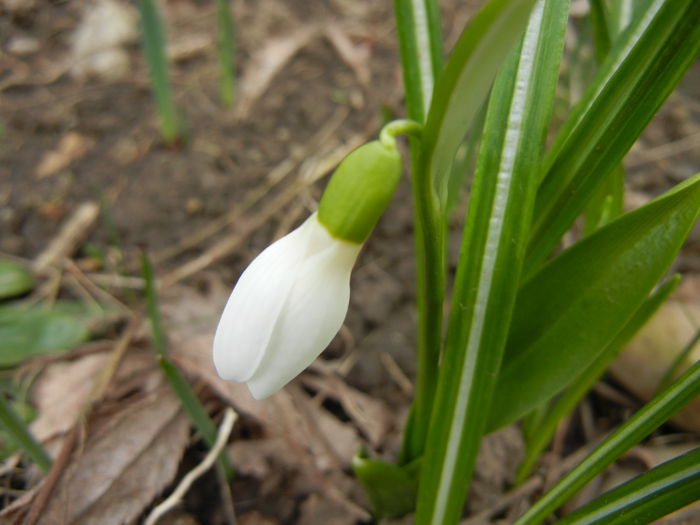 Snowdrop (2014, March 11)