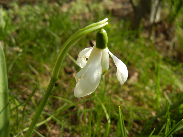 Snowdrop (2014, March 12)