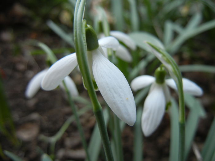 Snowdrop (2014, March 12)