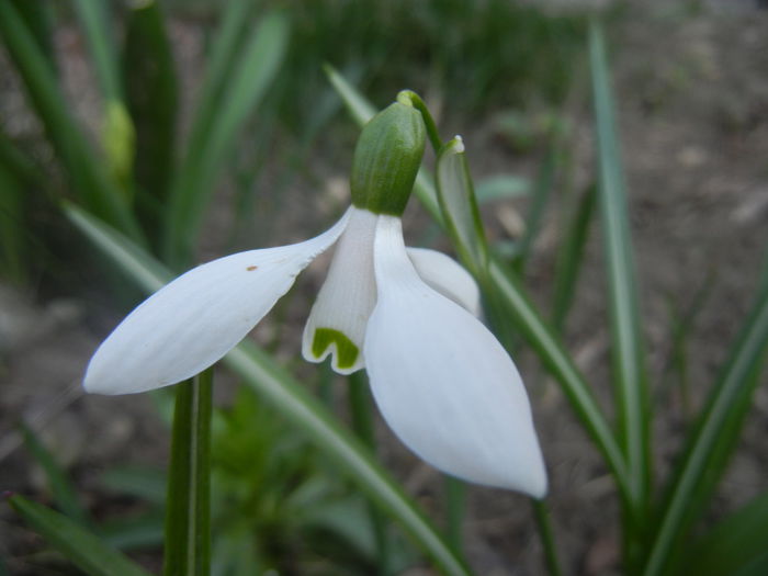 Snowdrop (2014, March 19)