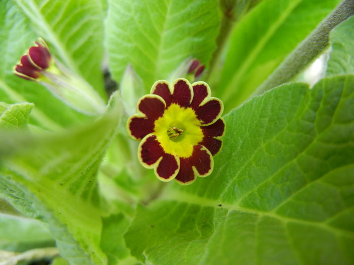 Primula elatior Gold Lace (2014, Mar.12) - PRIMULA Elatior Gold Lace