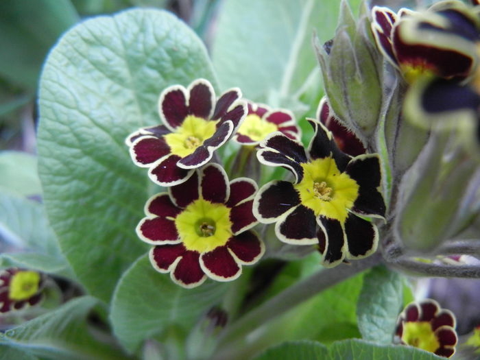 Primula elatior Gold Lace (2014, Mar.12)