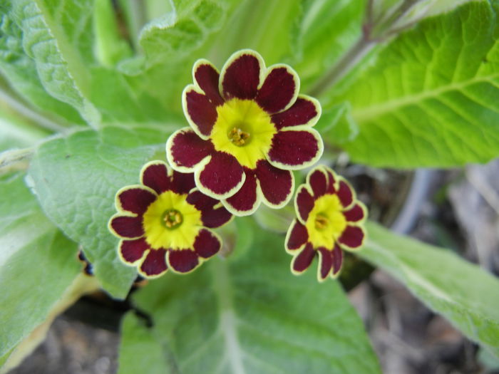 Primula elatior Gold Lace (2014, Mar.12) - PRIMULA Elatior Gold Lace