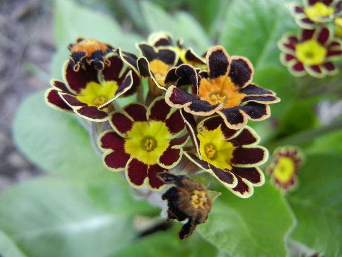 Primula elatior Gold Lace (2014, Mar.12) - PRIMULA Elatior Gold Lace