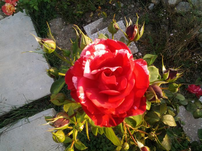 20140909_182954 - Trandafiri si alte flori2014