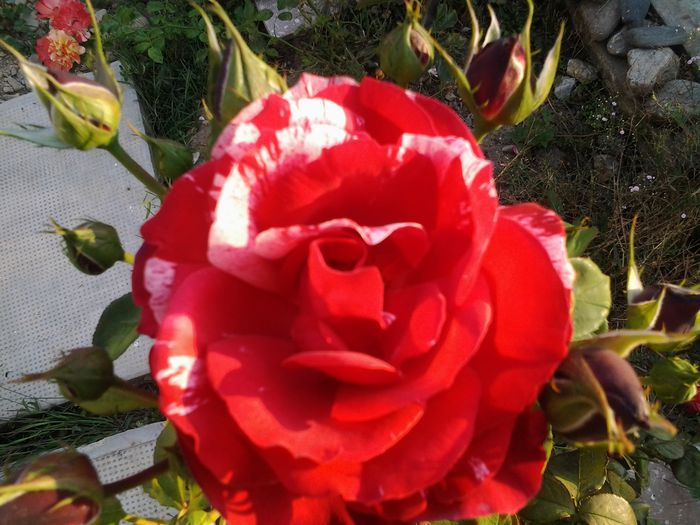 20140909_182947 - Trandafiri si alte flori2014
