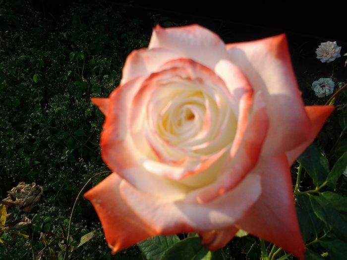 Kaiserin Farah - Trandafiri si alte flori2014