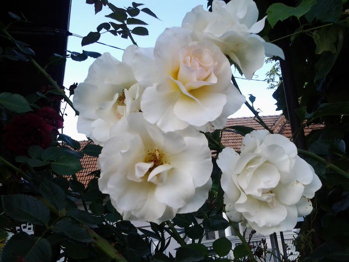 20140909_172237 - Trandafiri si alte flori2014