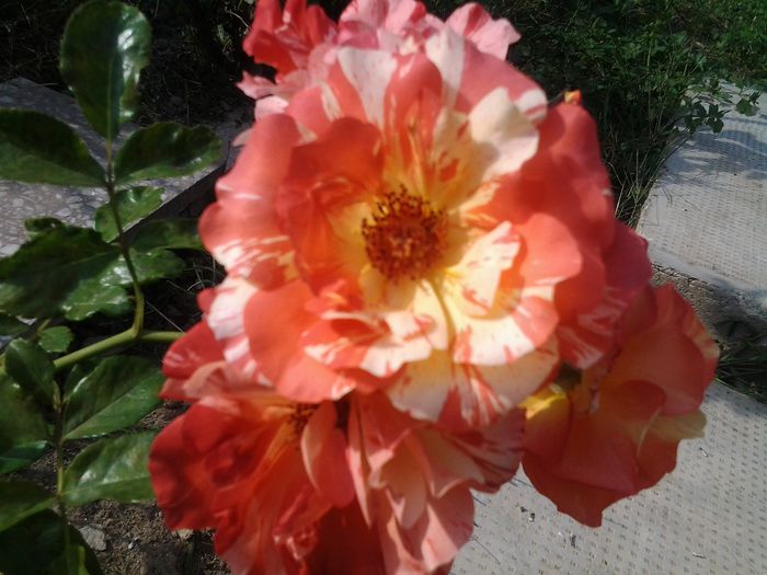 20140907_160329 - Trandafiri si alte flori2014