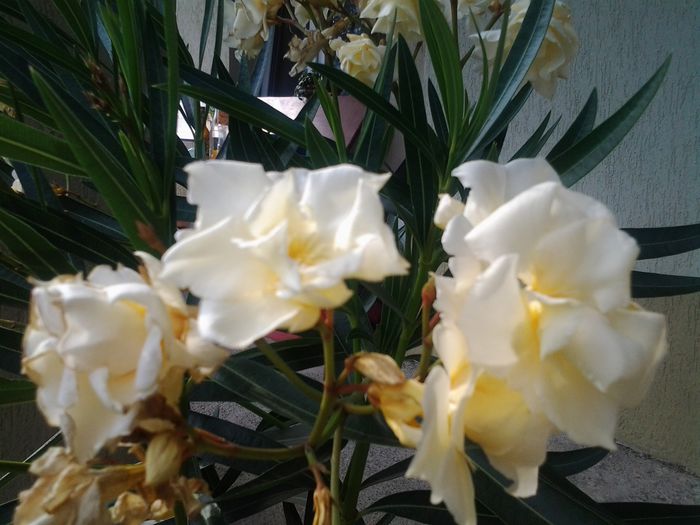 20140907_160232 - Trandafiri si alte flori2014