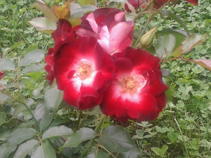Patrick Poivre - Trandafiri si alte flori2014