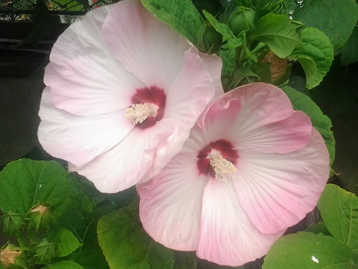 hibiscus moschetous - Trandafiri si alte flori2014