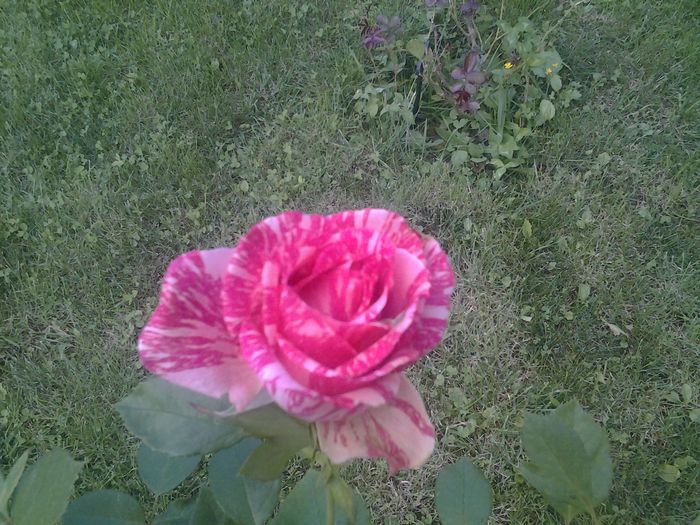 Dimov 33 - Trandafiri si alte flori2014