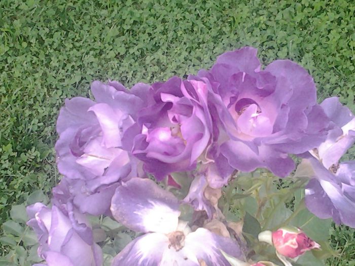 Blue for you - Trandafiri si alte flori2014