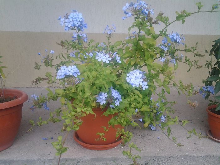 Plumbago