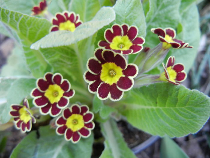 Primula elatior Gold Lace (2014, Mar.13)