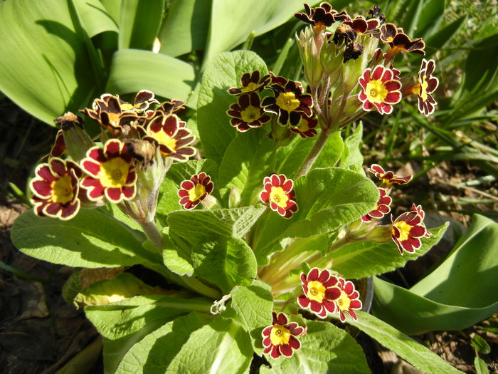 Primula elatior Gold Lace (2014, Mar.14) - PRIMULA Elatior Gold Lace