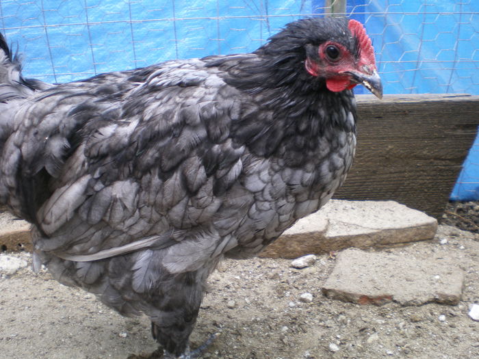 IMGP0082 - Australorp Albastru