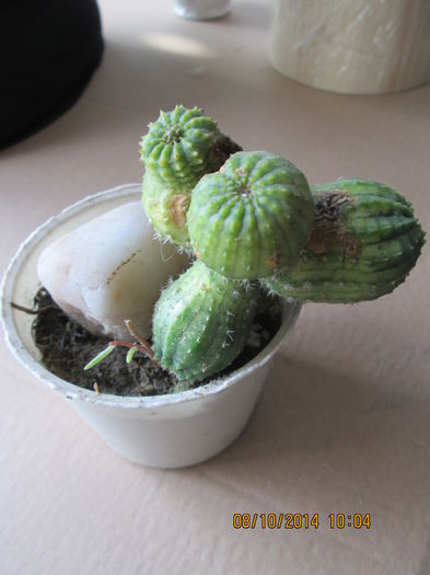 002 - cactusi