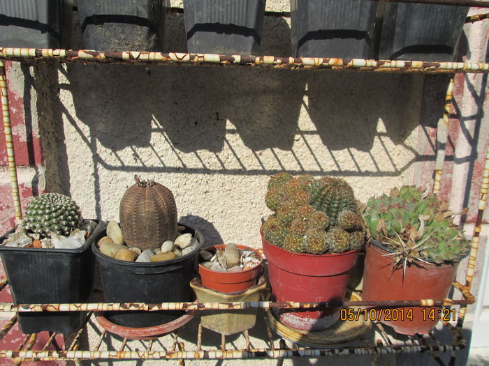 003 - cactusi