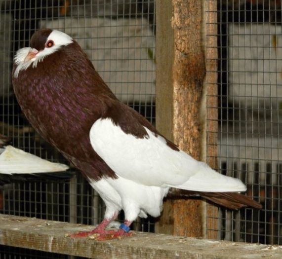 GUSAT STELLER DE BOEMIA