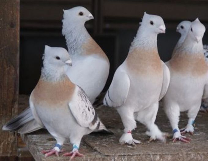 GAT AURIT DE LUCERNA