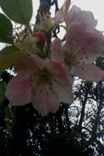 flori de mar in octombrie