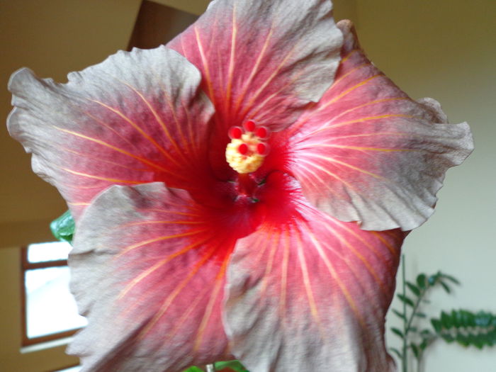 276 - HIBISCUS  TAHITIAN