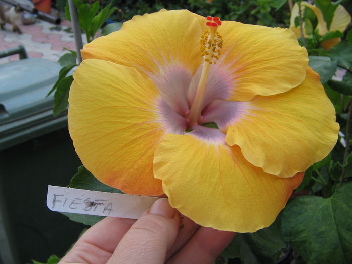 IMG_1255 - Hibiscus 2