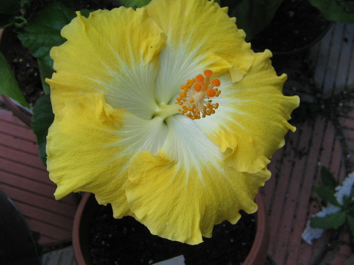 Emily - Hibiscus 2