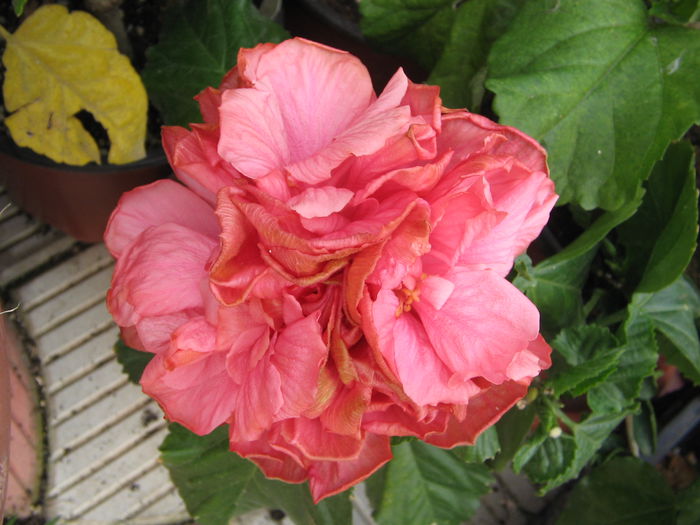 IMG_1257 - Hibiscus 2