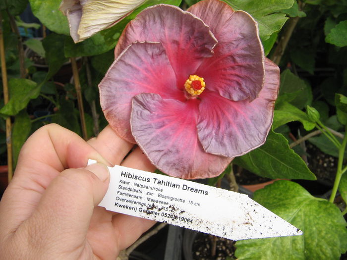 IMG_1258 - Hibiscus 2