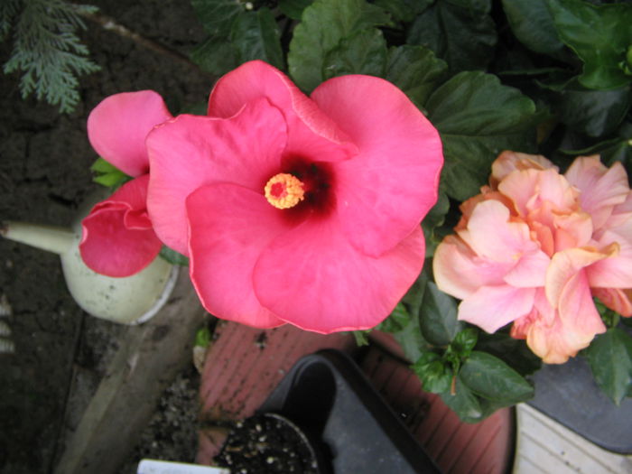 IMG_1263 - Hibiscus 2