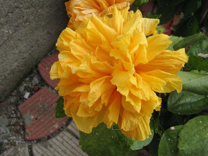 IMG_1264 - Hibiscus 2