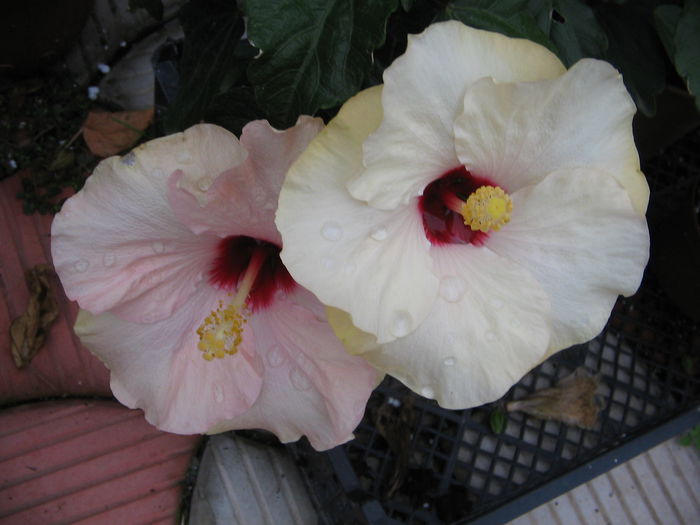 IMG_1266 - Hibiscus 2