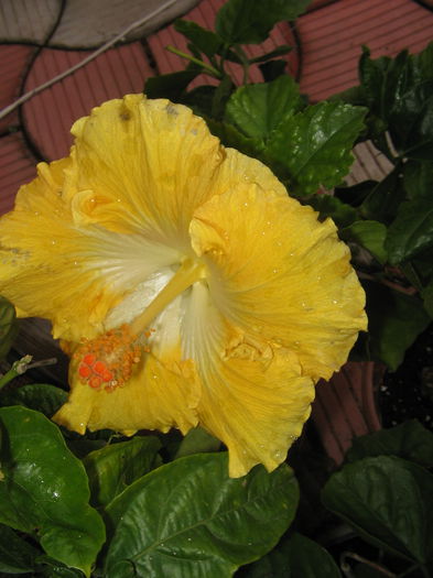 IMG_1267 - Hibiscus 2