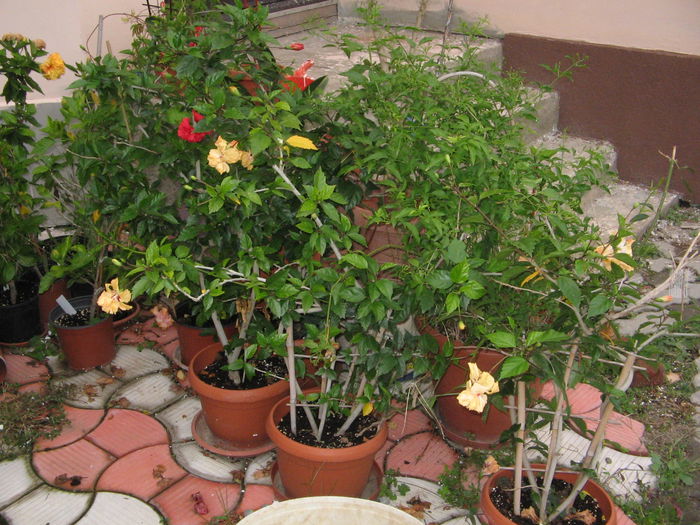 IMG_1268 - Hibiscus 2